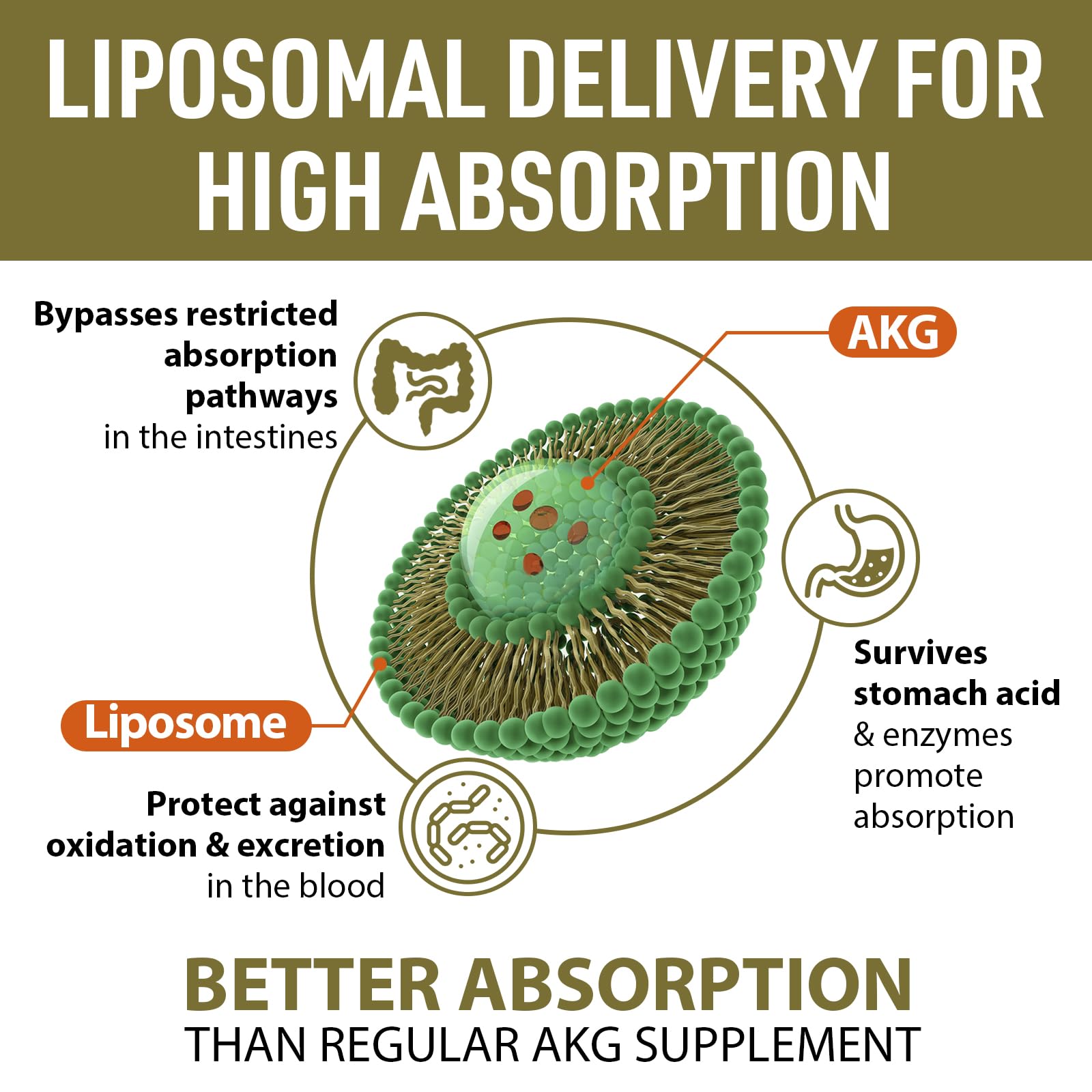 AJAXERRUE Liposomal Calcium AKG 1500 mg – Enhanced Absorption for Longevity & Metabolic Support | 60 Softgels