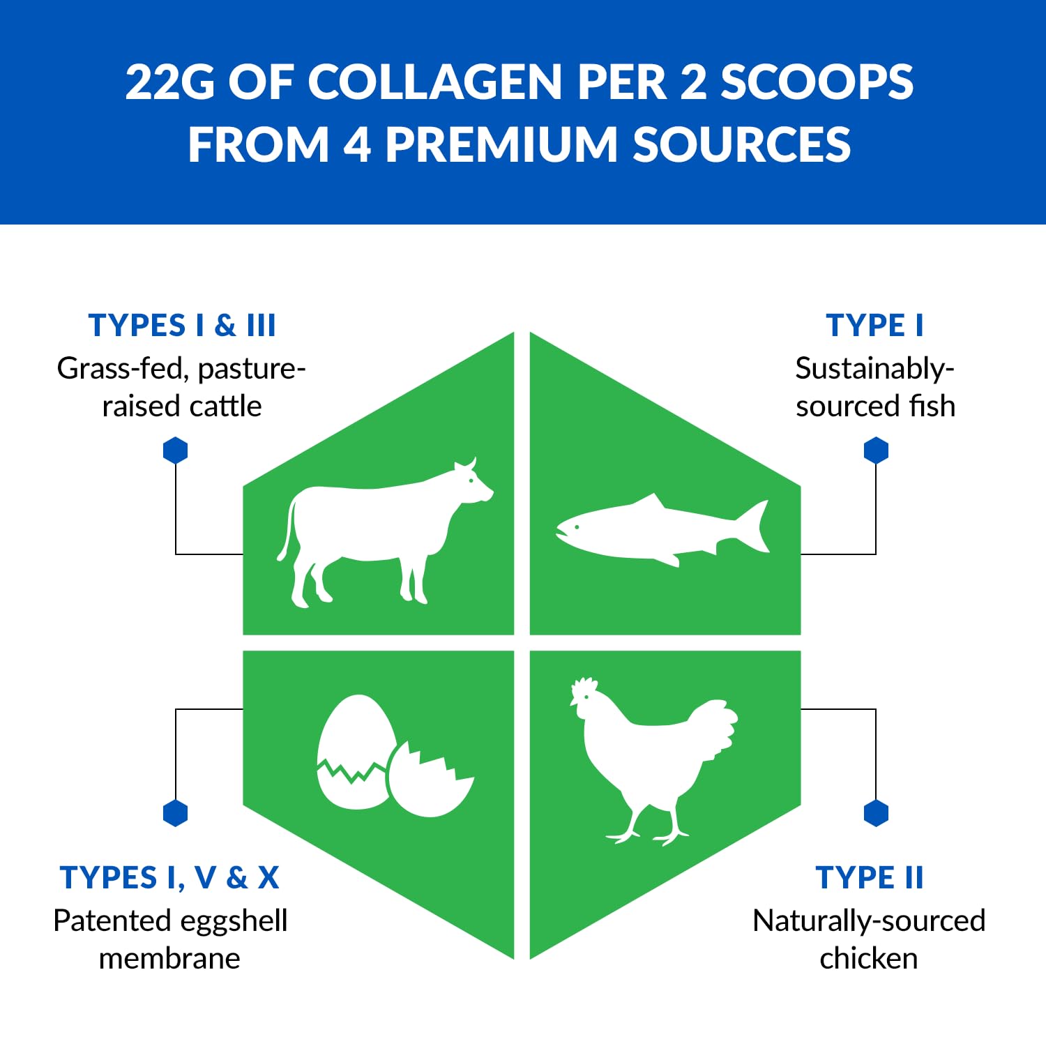 BioTrust Ageless Multi Collagen Peptides Powder – 5 Types I II III V X – Unflavored, 10 g Bioactive Protein, Grass-Fed, 2-pack