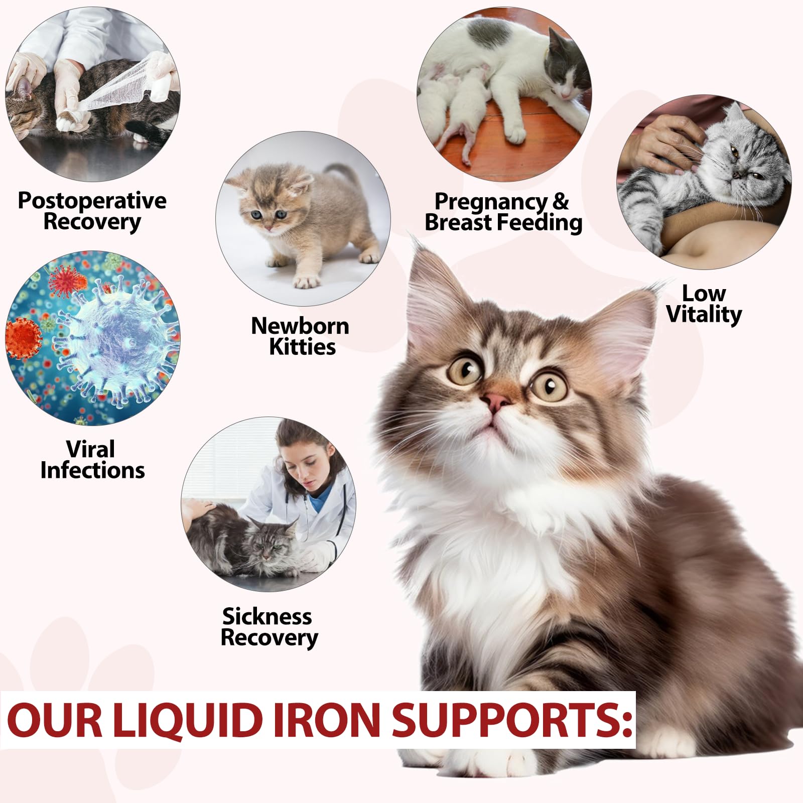 Iron Supplements for Cats - 60ML Liquid Iron with Folate and B12 | Supports Anemia, Energy Levels, and Blood Health