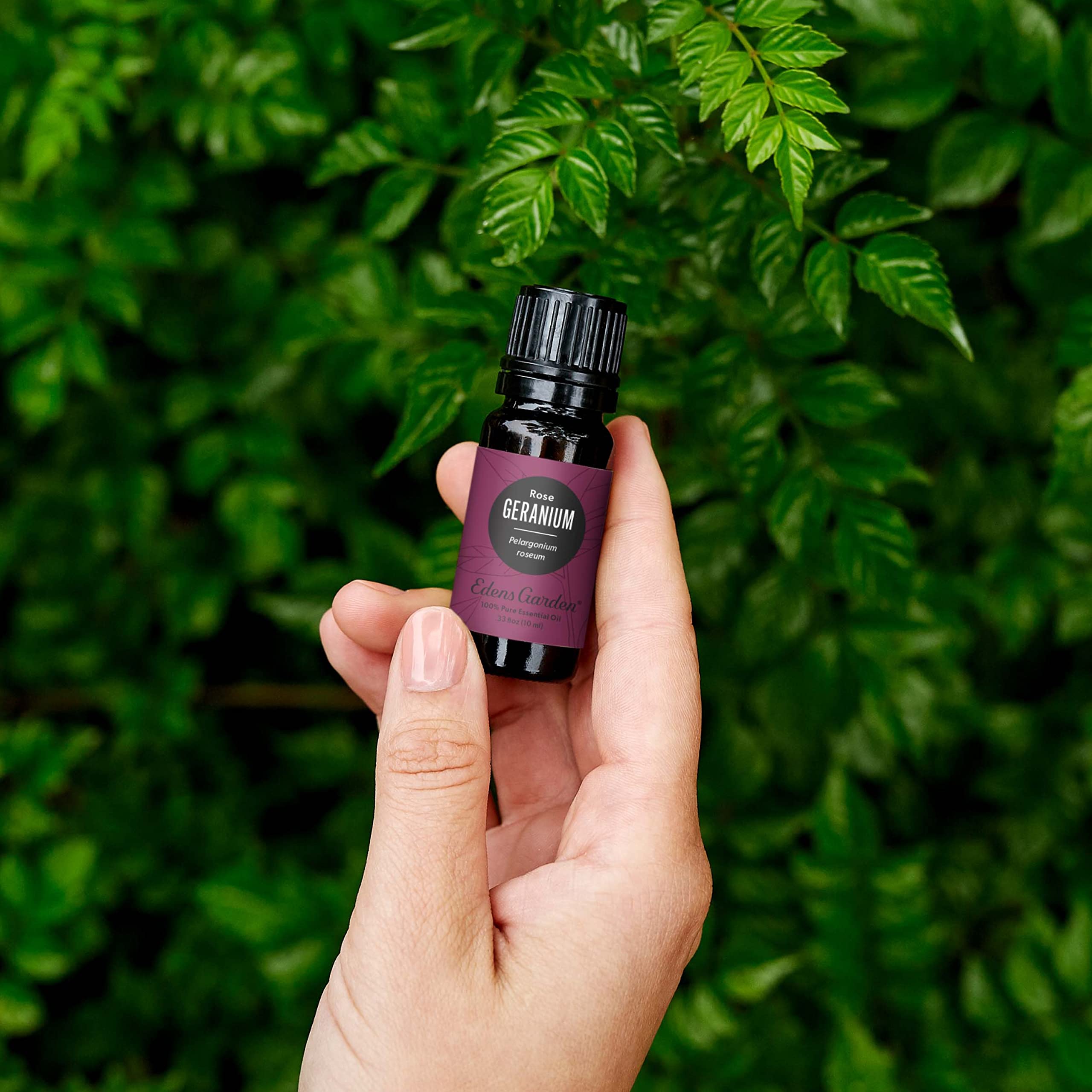Edens Garden Geranium-Rose Essential Oil – 100% Pure Therapeutic Grade, 30 ml