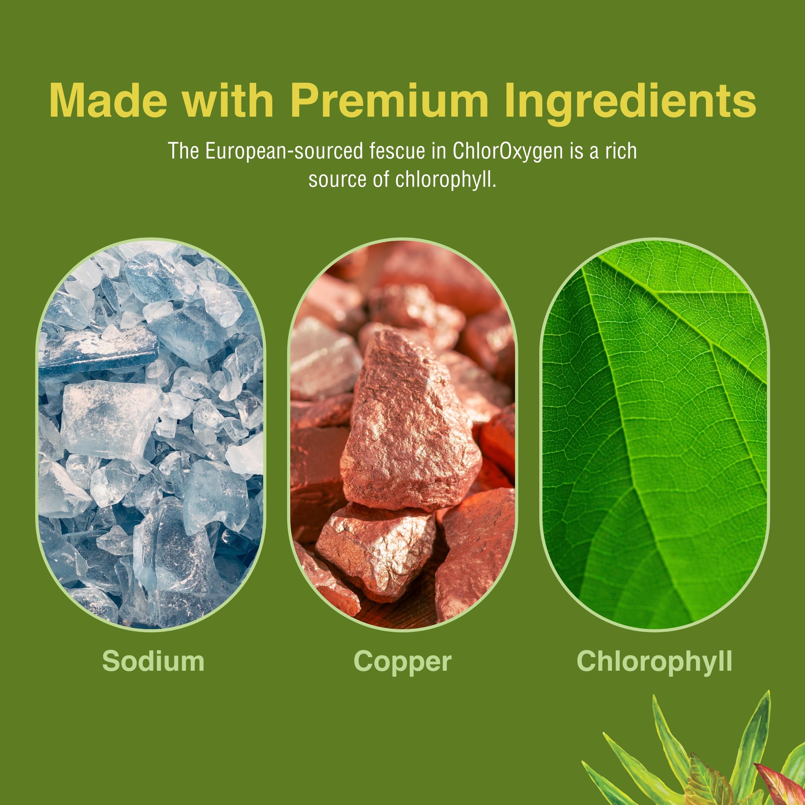 ChlorOxygen Chlorophyll Concentrate - Mint - Herbs Etc. - 2 fl oz