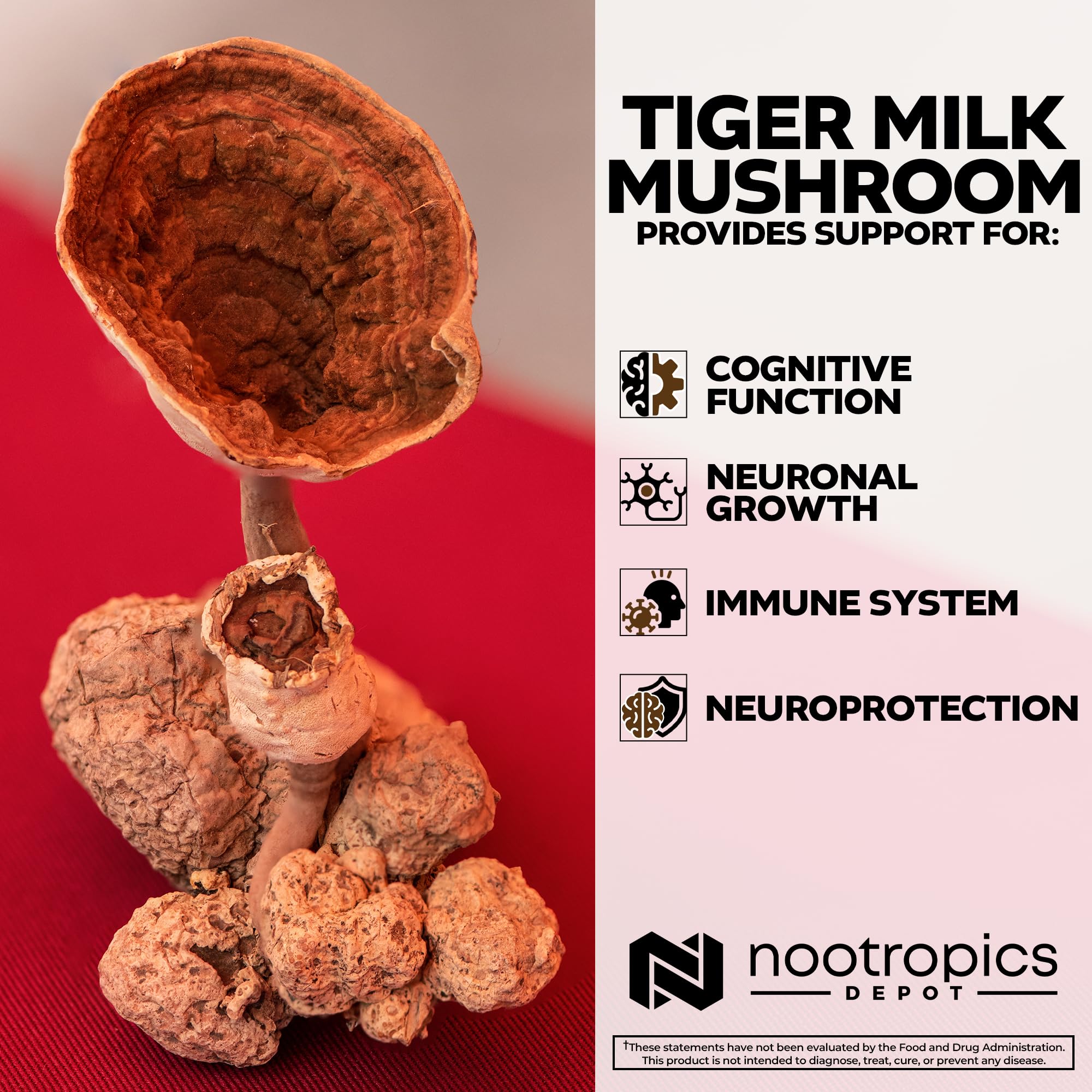 Nootropics Depot Tiger Milk Mushroom Capsules 300mg - 60 Count | Lignosus rhinocerus Sclerotium | Cognition, Histamine & Respiratory Support