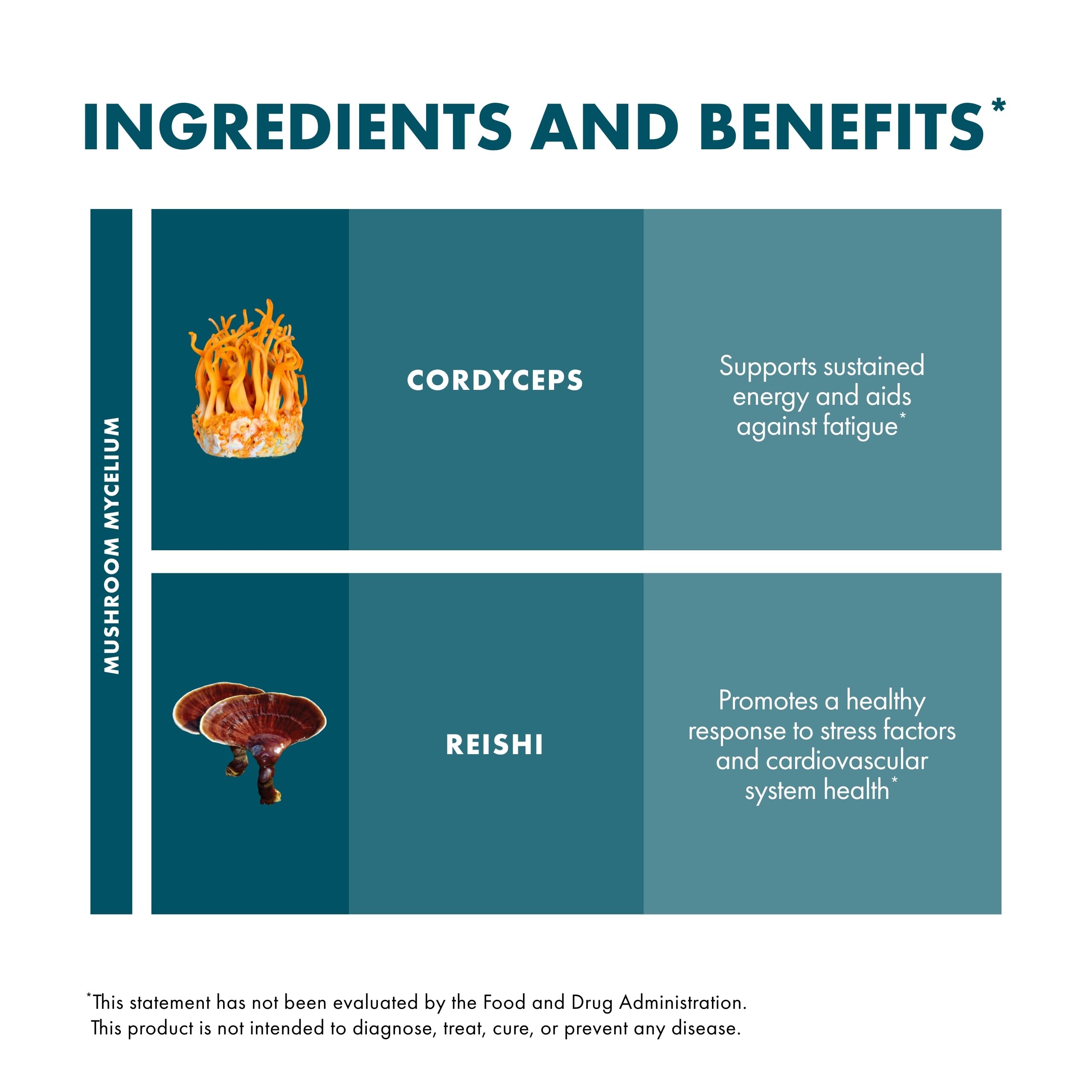 Host Defense CordyChi Extract - Cordyceps & Reishi Mushroom Supplement for Energy & Immune Support | 2 fl oz