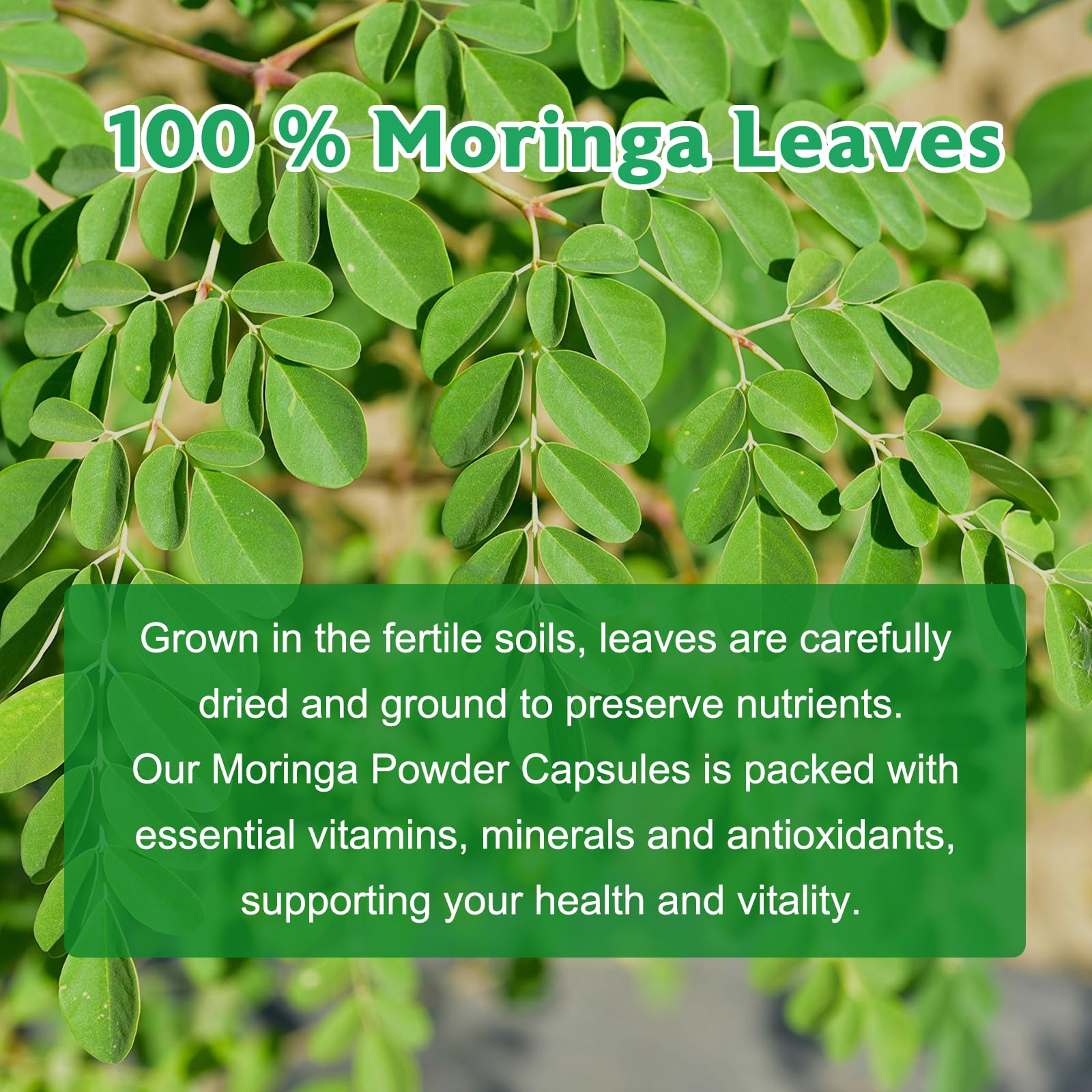 Moringa Powder Capsules – Pure Moringa Leaf, 800mg, 240 Vegan Capsules