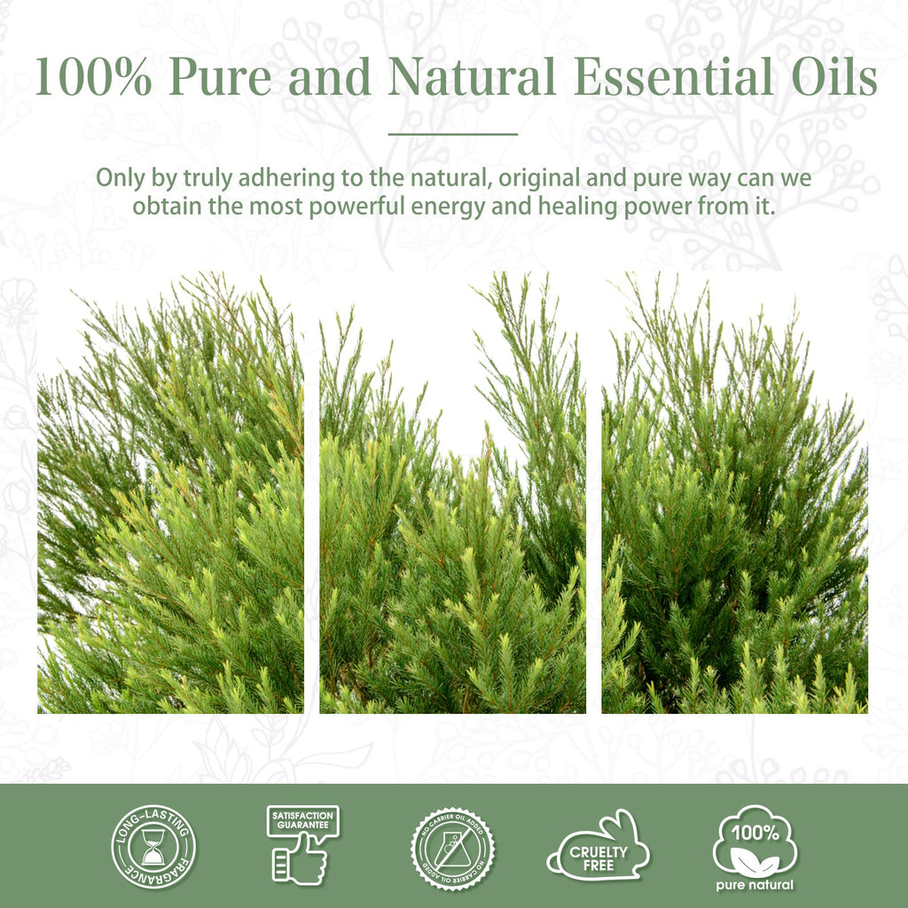 PHATOIL Tea Tree Essential Oil 30ml | Aromatherapy & DIY Crafts