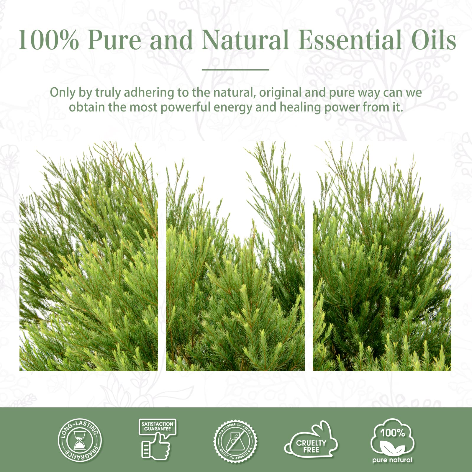 PHATOIL Tea Tree Essential Oil 30ml | Aromatherapy & DIY Crafts