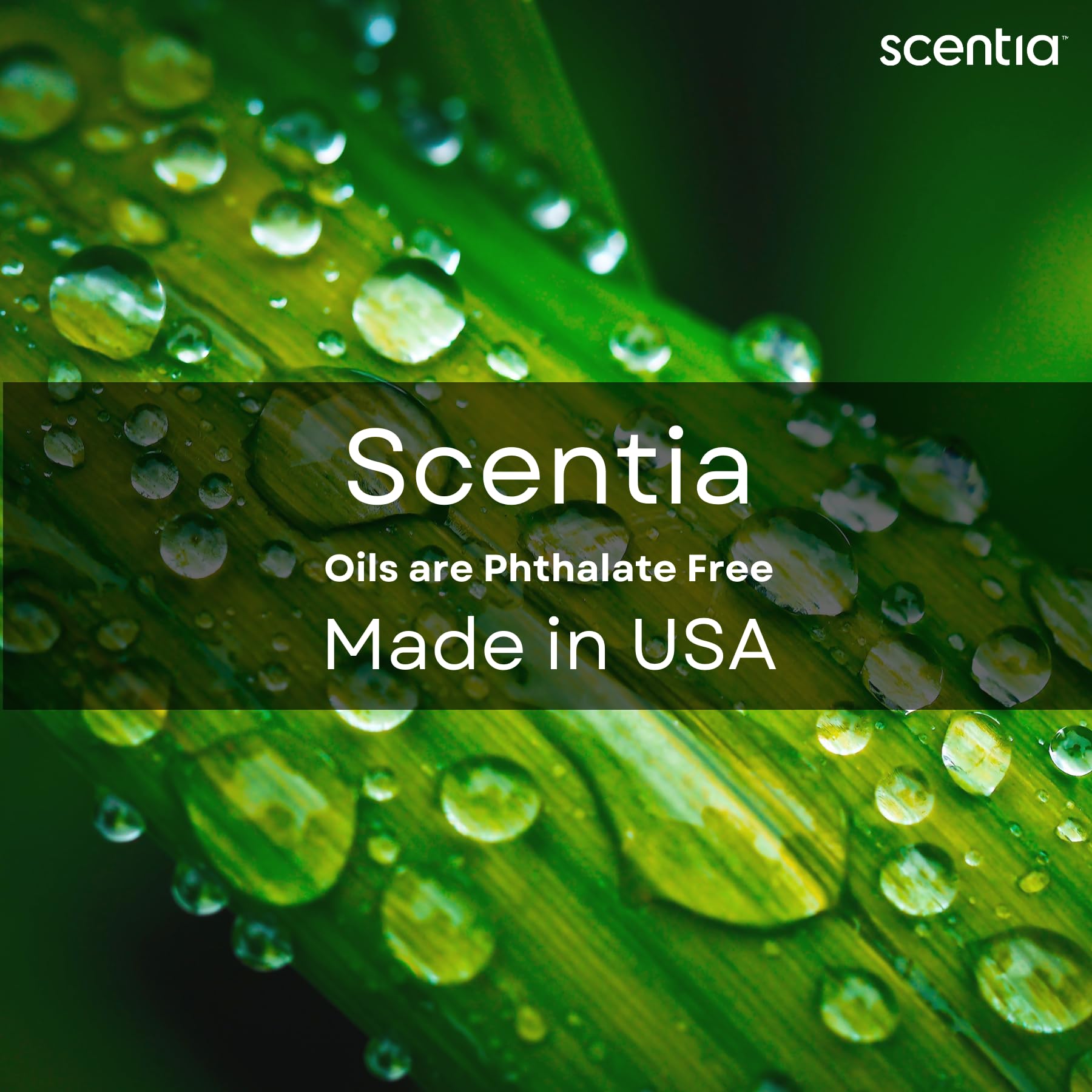 Scentia Thanksgiving Blend Essential Oil 500ml – Holiday Aroma